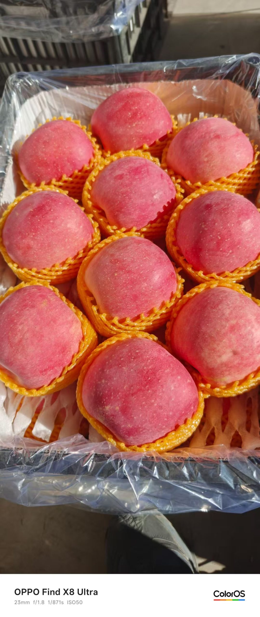 山地苹果富士苹果🍎