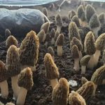 祁淑英原生态种养殖的羊肚菌