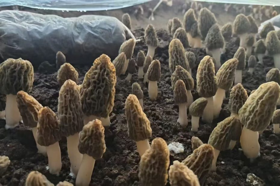 祁淑英原生态种养殖的羊肚菌