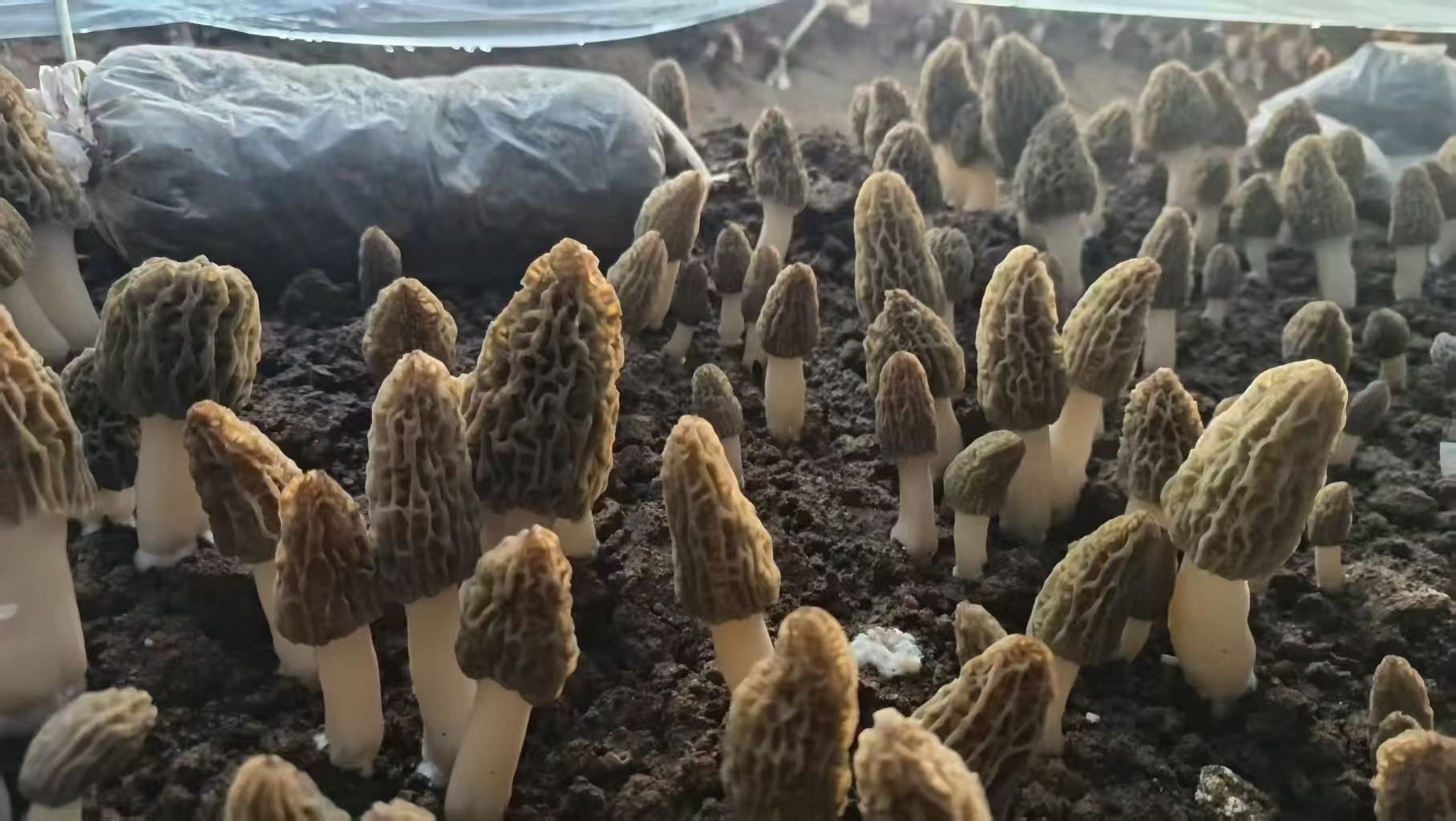 祁淑英原生态种养殖的羊肚菌