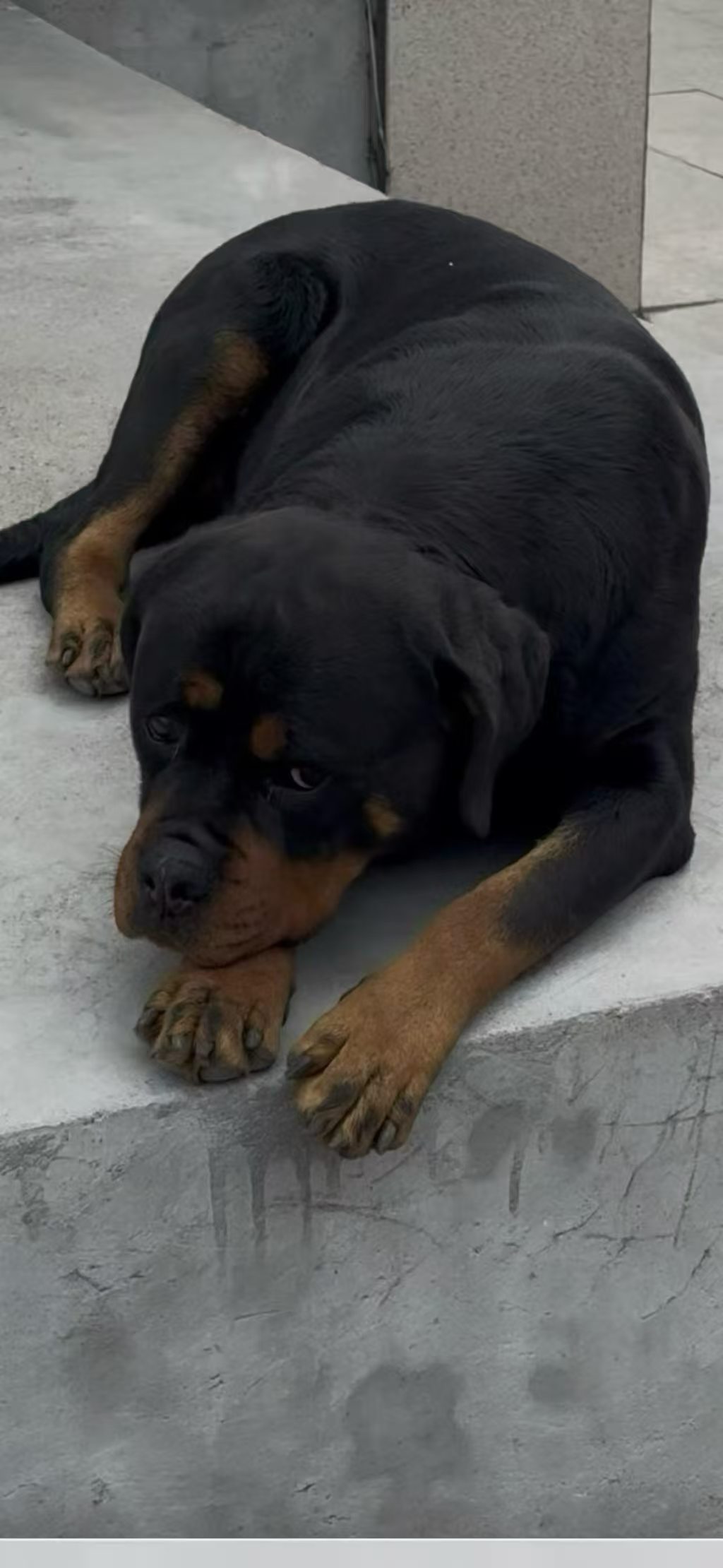 2026年4月14日祁淑英康养，原生态种养殖，老品种种植， 果园散养🐧大鹅处理好后20一斤🐓大公鸡150两只，宰完条子9斤左右🐔乌鸡25元一斤🕊鸽子35一只🥚散养柴鸡蛋8元一斤🥚散养鹅蛋17元一斤🌹今天接单明天送！两只起送！🥜花生油10元一斤！！！130-4003-0533